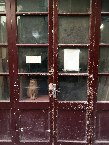 Домашняя кошка смотрит наружу — стоковое фото