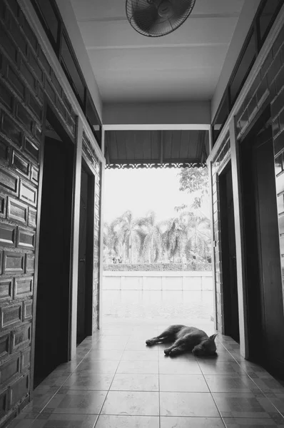 Stray dog sleeping — Stock Photo, Image