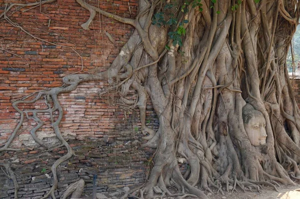 Cabeza de buda en las raíces en Wat Mahathat, templo en Ayutthaya — Foto de Stock