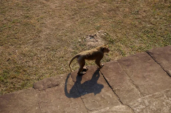 Monos Deambulando Por Los Templos Angkor Wat — Foto de Stock