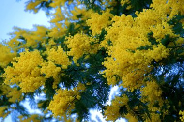 Mimoza çiçek çiçeklenme