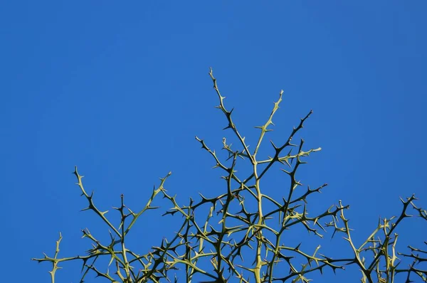 Thorny Branches Blue Sky — Stock Photo, Image