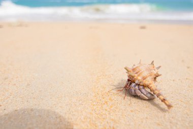 Sahilde keşiş yengeci