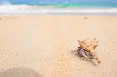 Sahilde keşiş yengeci