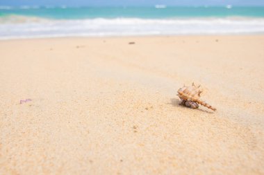 Sahilde keşiş yengeci