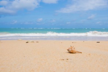 Sahilde keşiş yengeci