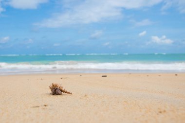 Sahilde keşiş yengeci