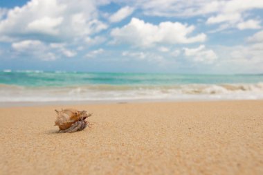 Sahilde keşiş yengeci