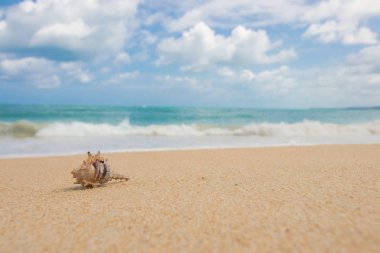 Sahilde keşiş yengeci