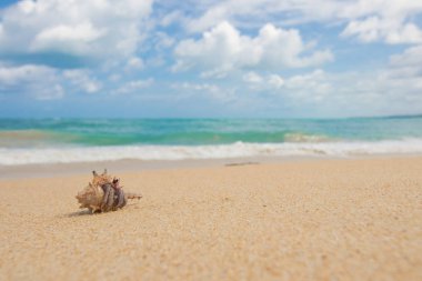 Sahilde keşiş yengeci