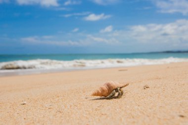 Sahilde keşiş yengeci