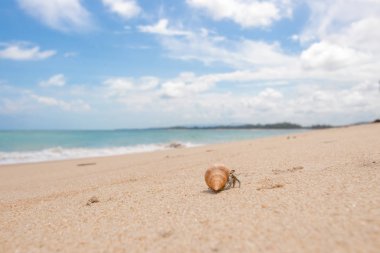 Sahilde keşiş yengeci