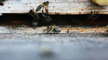 Makro çekim bırakarak ve kovan yaz aylarında uçan arı