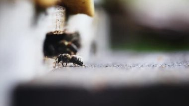 Makro çekim bırakarak ve kovan yaz aylarında uçan arı