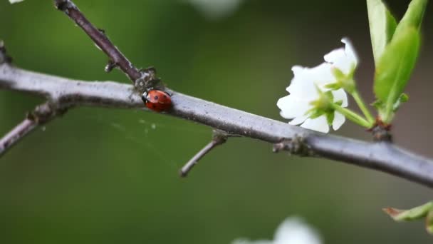 Macro Frame Lieveheersbeestje Die Een Tak Prachtige Zomerdag Kruipt — Stockvideo