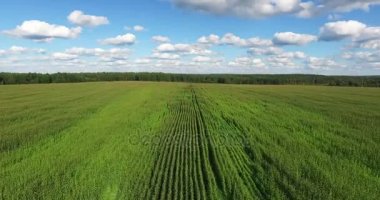 Mısır ile ekilen alanın havadan görünümü