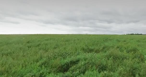 Вид с воздуха на травяное поле — стоковое видео