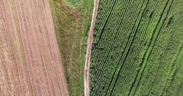 Aerial view of a field planted with corn — Stock Video