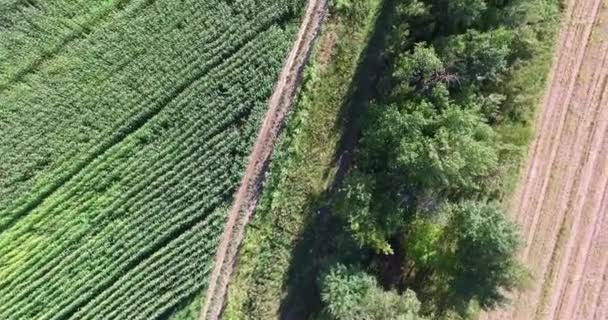 Letecký pohled na pole s kukuřicí — Stock video