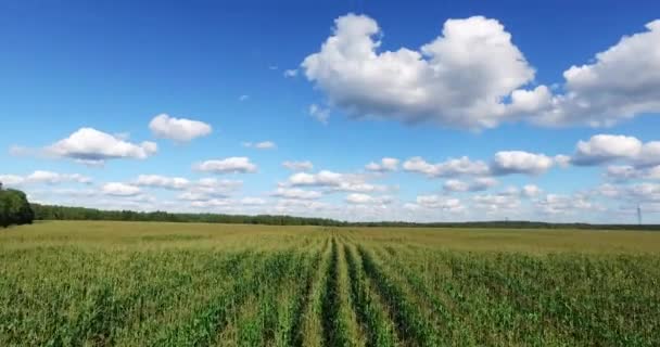 Вид с воздуха на поле, посаженное кукурузой — стоковое видео