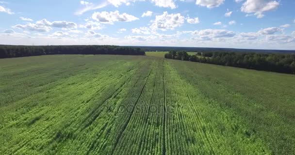 Вид с воздуха на поле, посаженное кукурузой — стоковое видео