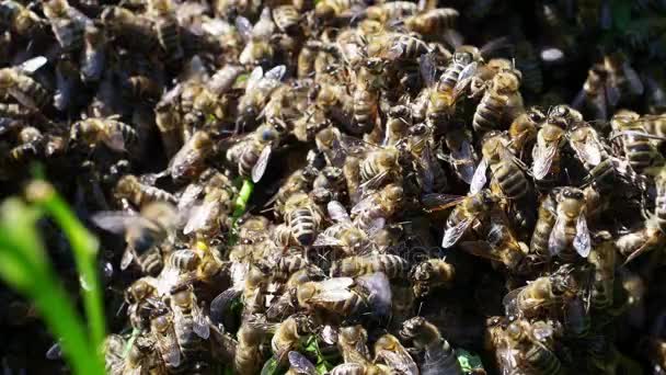 Essaim d'abeilles — Video