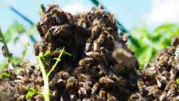 Bienenschwarm — Stockvideo