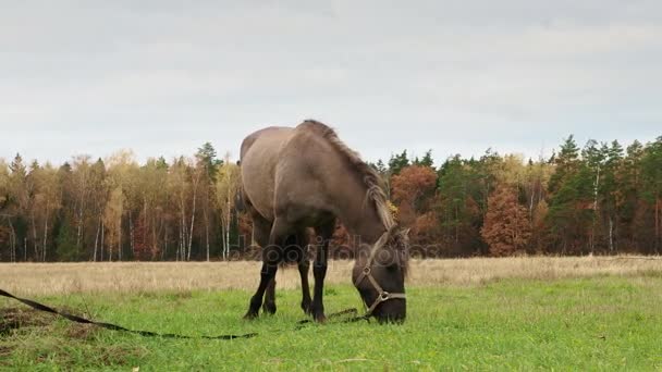 Pășunatul calului în natură — Videoclip de stoc