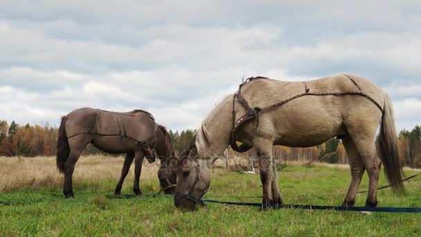 Paard grazen in de natuur — Stockvideo