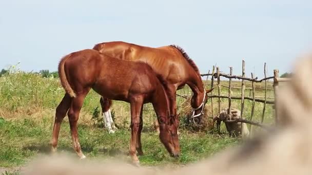 Выпас лошадей на природе — стоковое видео