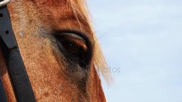 Les yeux du cheval — Video
