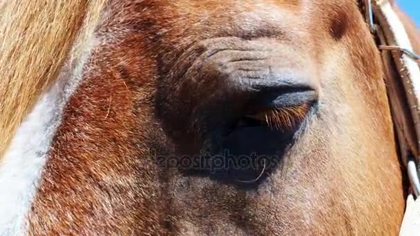 Koně si oči — Stock video