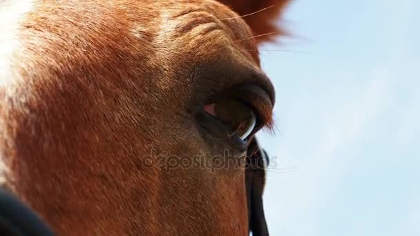 Очі коня — стокове відео