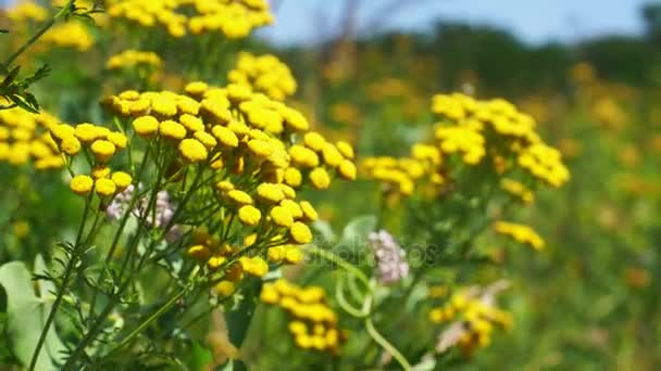 Tansy in field at summer — Stock Video