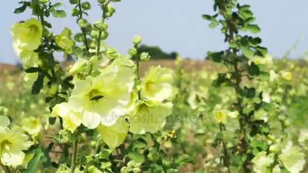 Topolovka kvetoucí v létě — Stock video