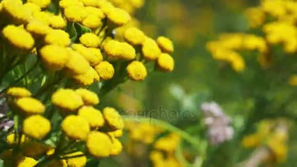 Tansy in field at summer — Stock Video