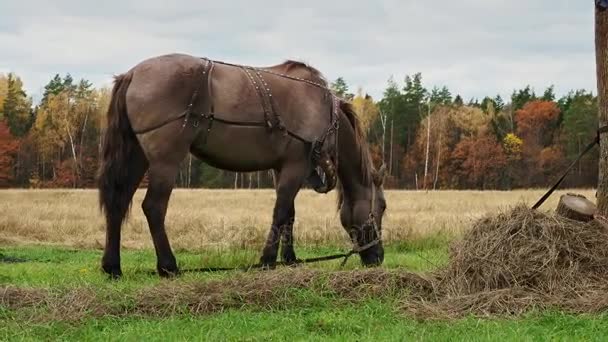 Paard grazen in de natuur — Stockvideo