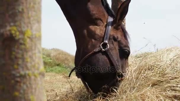Pâturage de chevaux dans la nature — Video