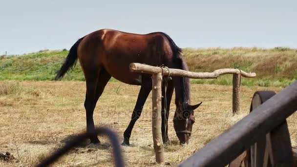 Pășunatul calului în natură — Videoclip de stoc