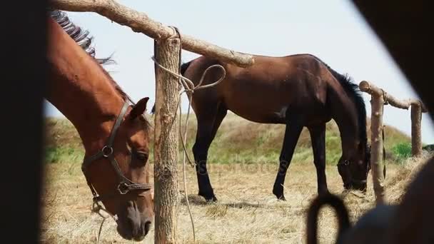 Paard grazen in de natuur — Stockvideo