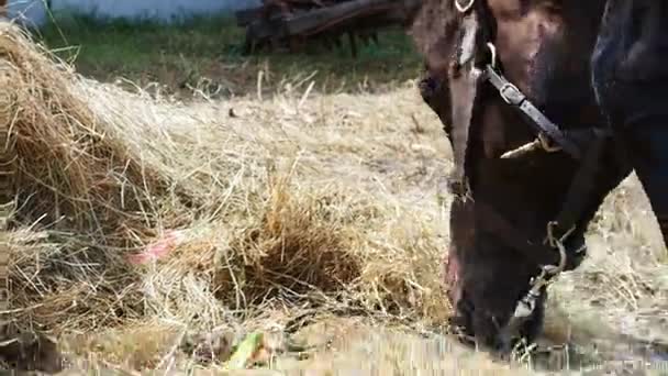 Pastoreo de caballos en la naturaleza — Vídeos de Stock