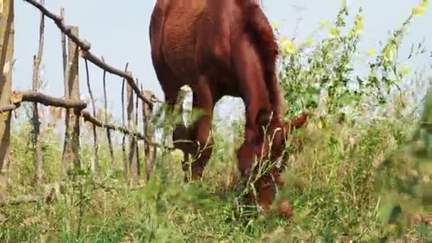 Pastoreo de caballos en la naturaleza — Vídeos de Stock