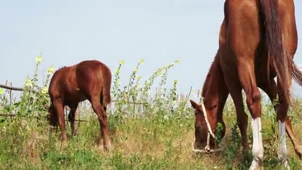 Paard grazen in de natuur — Stockvideo