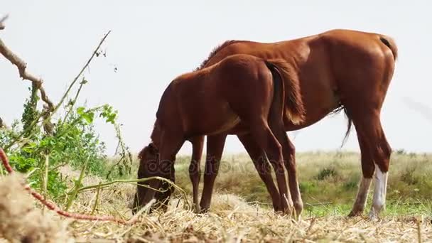 Pastoreo de caballos en la naturaleza — Vídeos de Stock