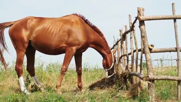 Pastoreo de caballos en la naturaleza — Vídeos de Stock