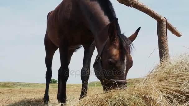 Koně pasoucí se v přírodě — Stock video