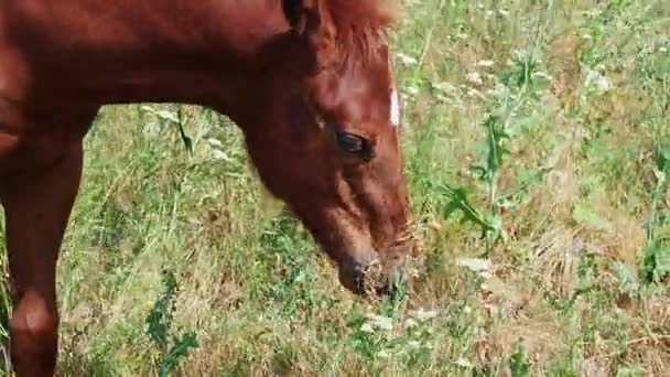 自然放牧の馬 — ストック動画