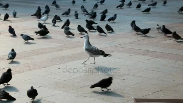 Um bando de pombos a perseguir comida — Vídeo de Stock