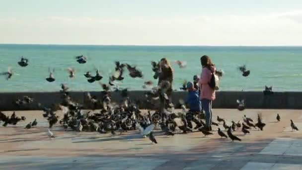 Uno stormo di piccioni che inseguono il cibo — Video Stock