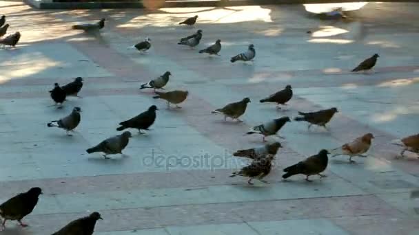 Un troupeau de pigeons pourchassant la nourriture — Video